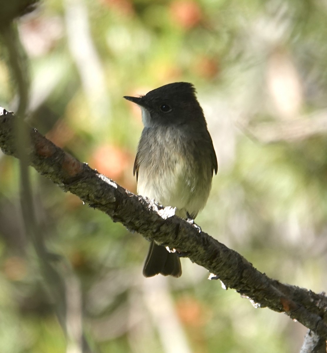 Western Wood-Pewee - ML641136911
