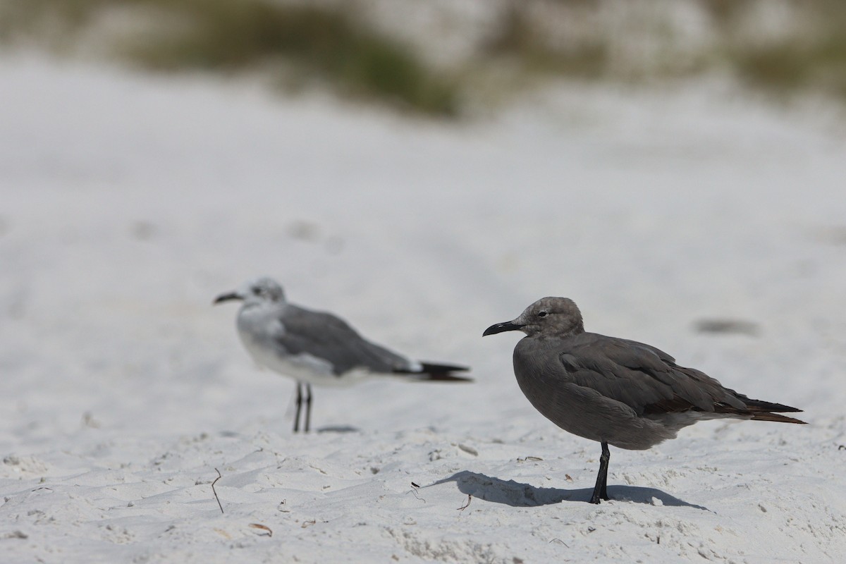 Gray Gull - ML641136918