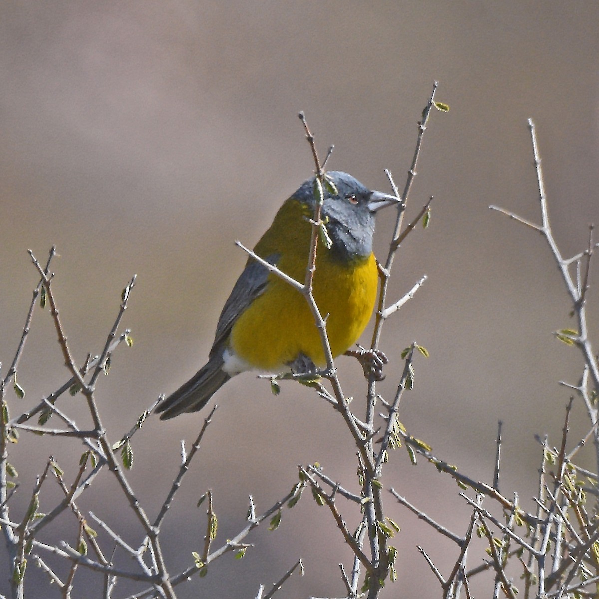 Gray-hooded Sierra Finch - ML641136923