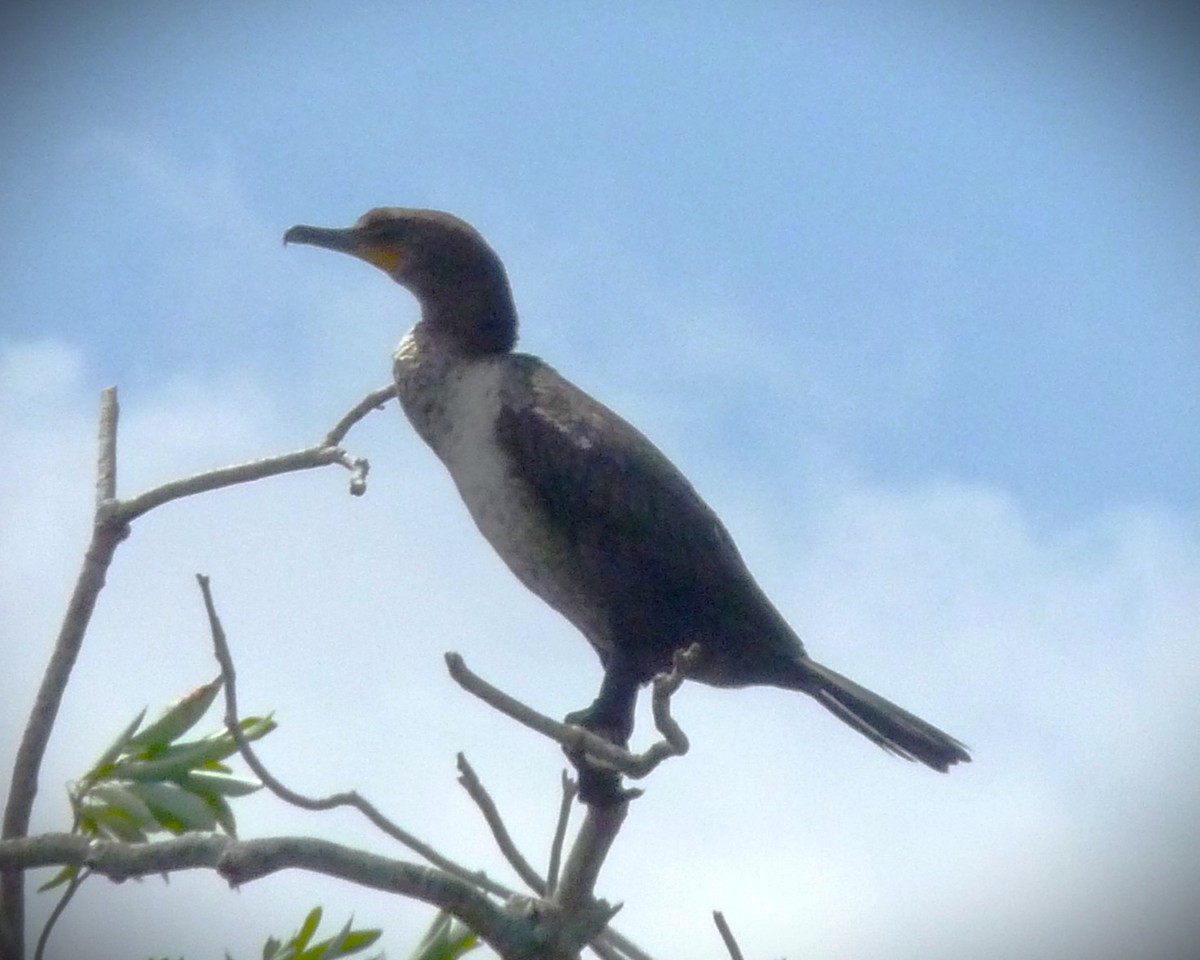 Ubarroi belarriduna - ML641136931