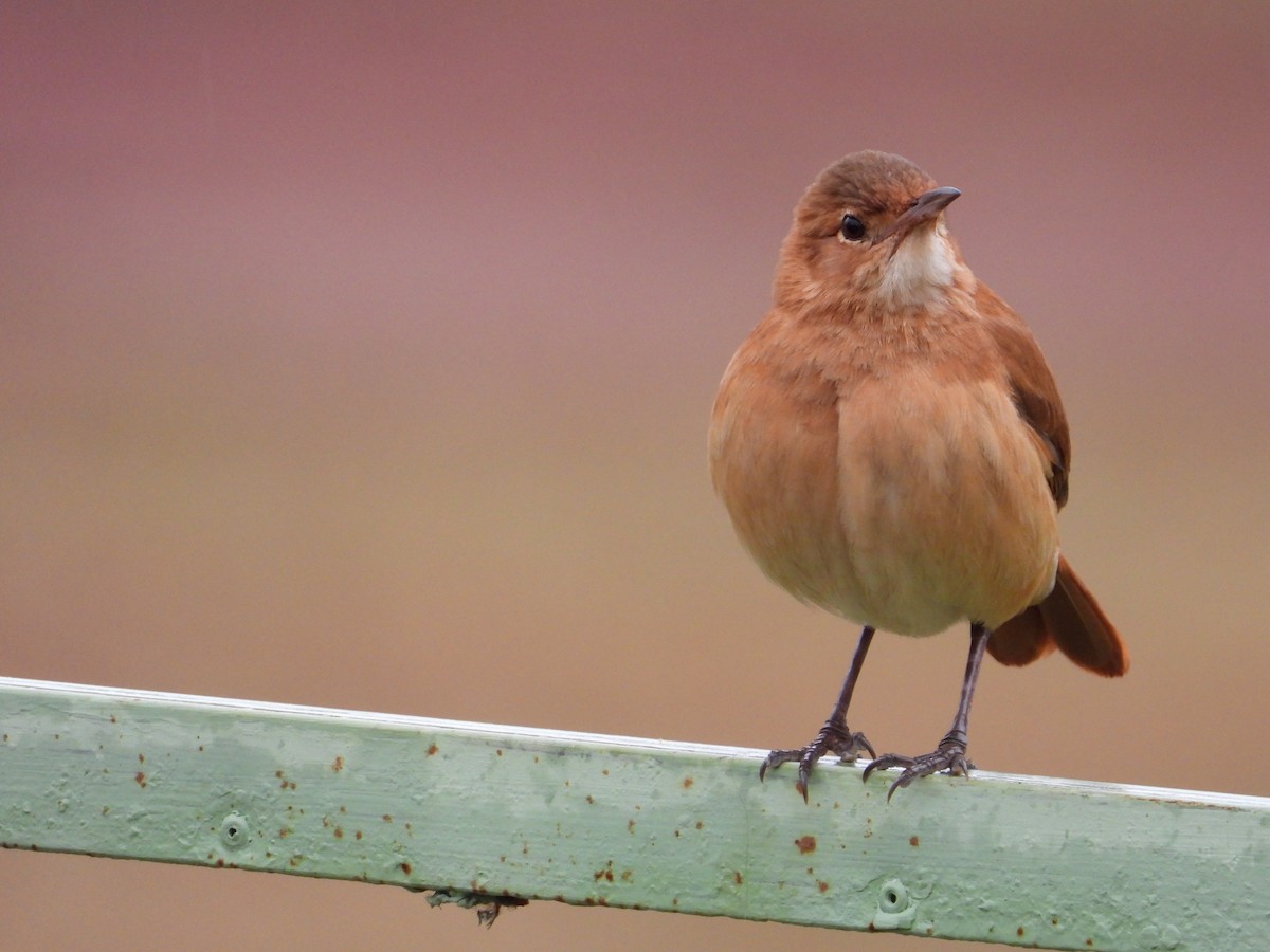 Rufous Hornero - ML641136934