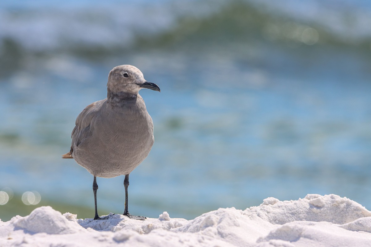 Gray Gull - ML641136941