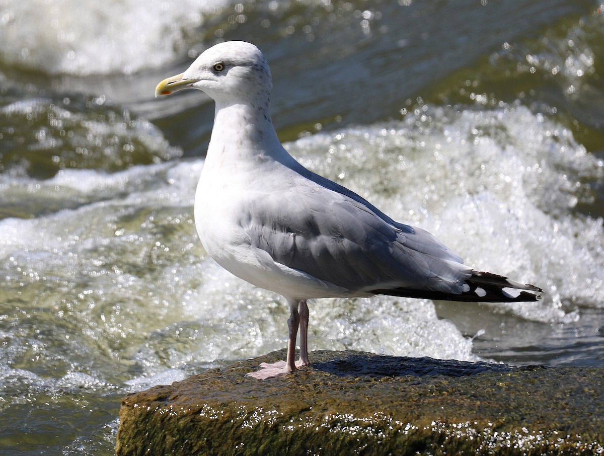 racek americký - ML641136949