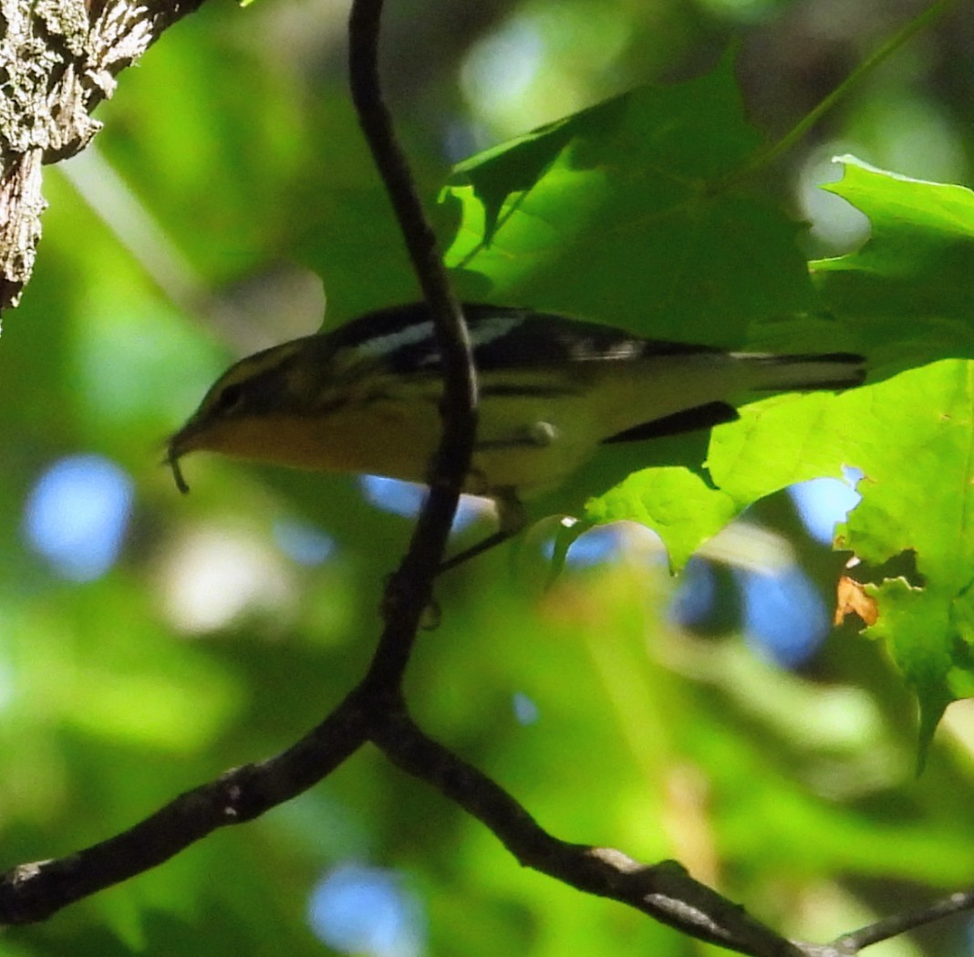 Blackburnian Warbler - ML641136960