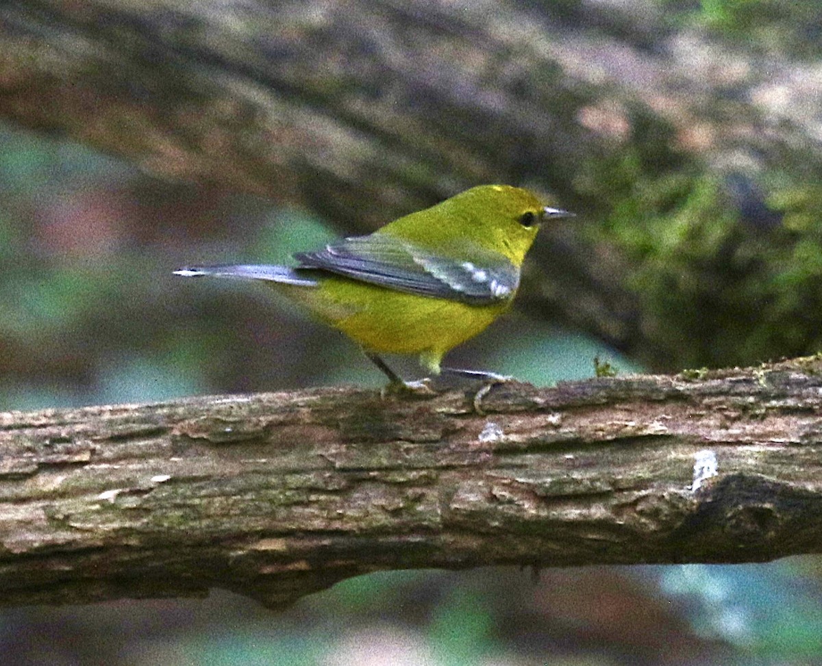 Blue-winged Warbler - ML641136965