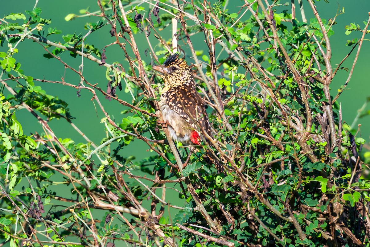 D'Arnaud's Barbet - ML641136972