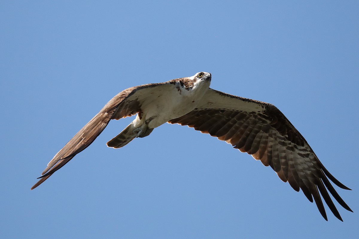 orlovec říční - ML641136974