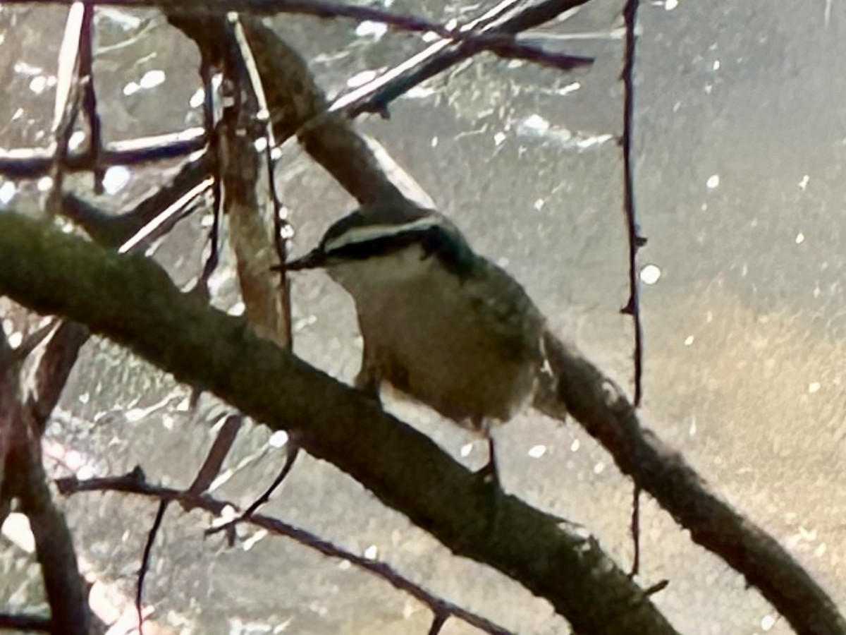 Red-breasted Nuthatch - ML641137007