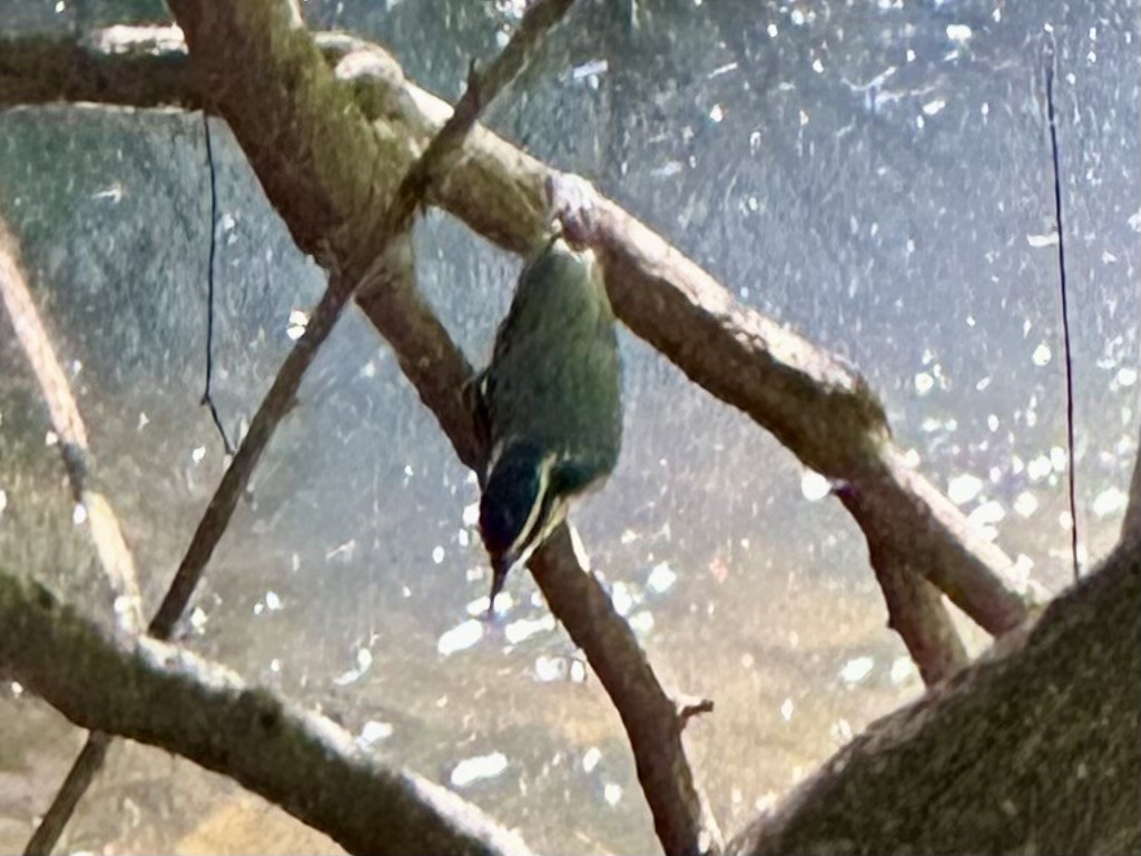 Red-breasted Nuthatch - ML641137008