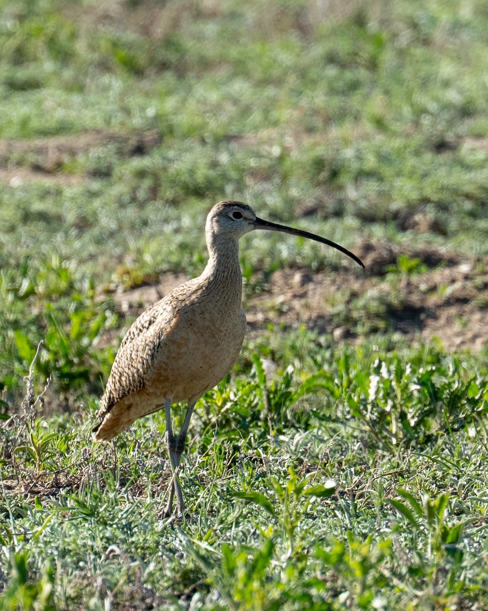 koliha americká - ML641137012