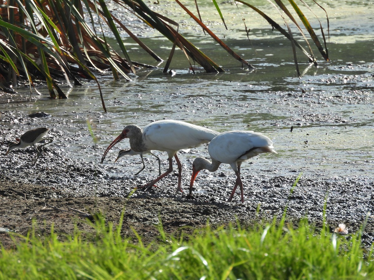 White Ibis - ML641137086