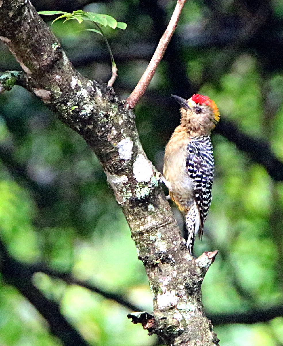 Hoffmann's Woodpecker - ML641137111