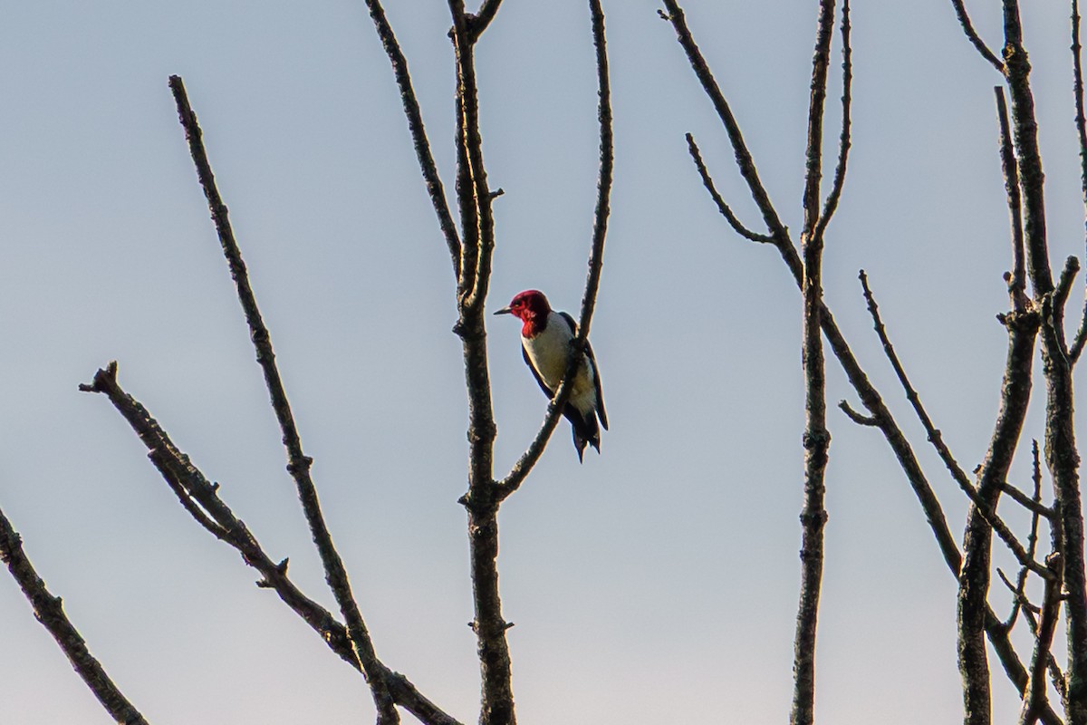 Red-headed Woodpecker - ML641137114