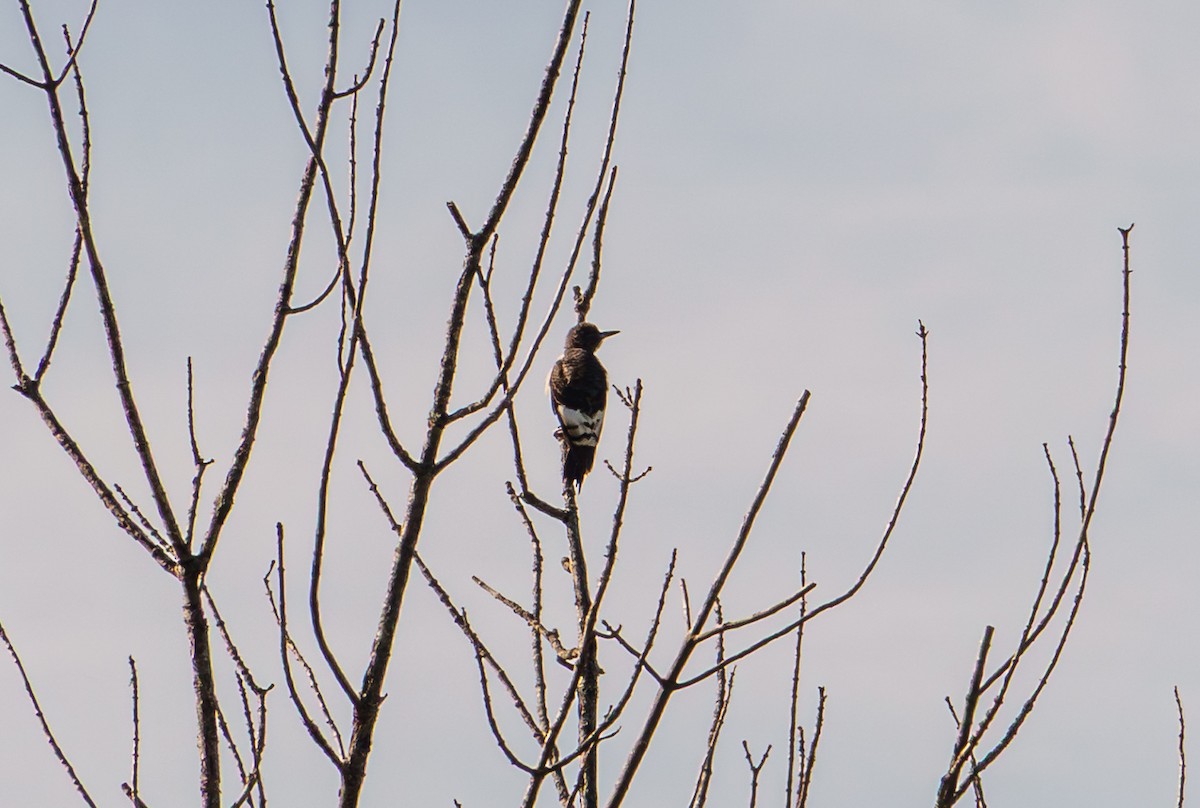 Red-headed Woodpecker - ML641137115