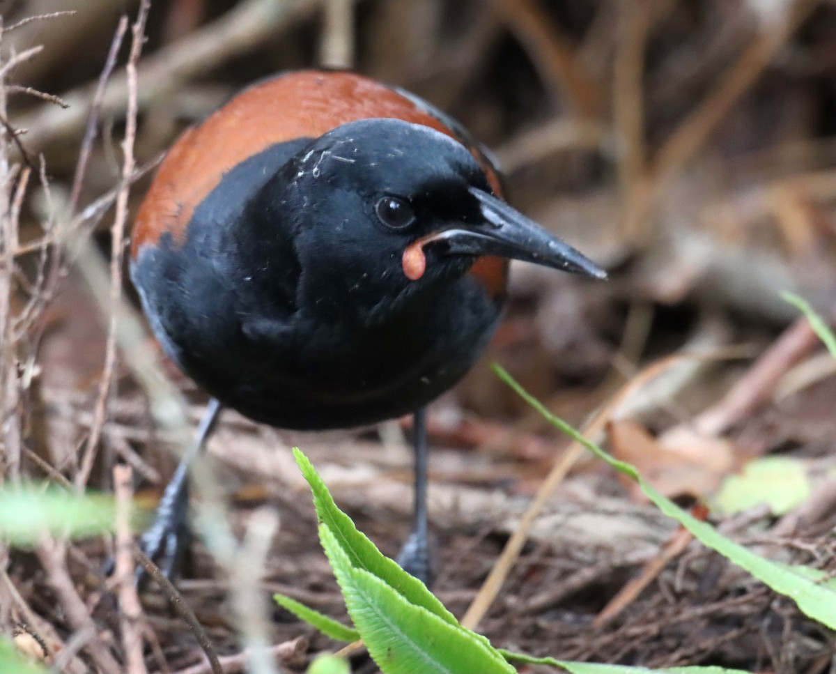 South Island Saddleback - ML641137121