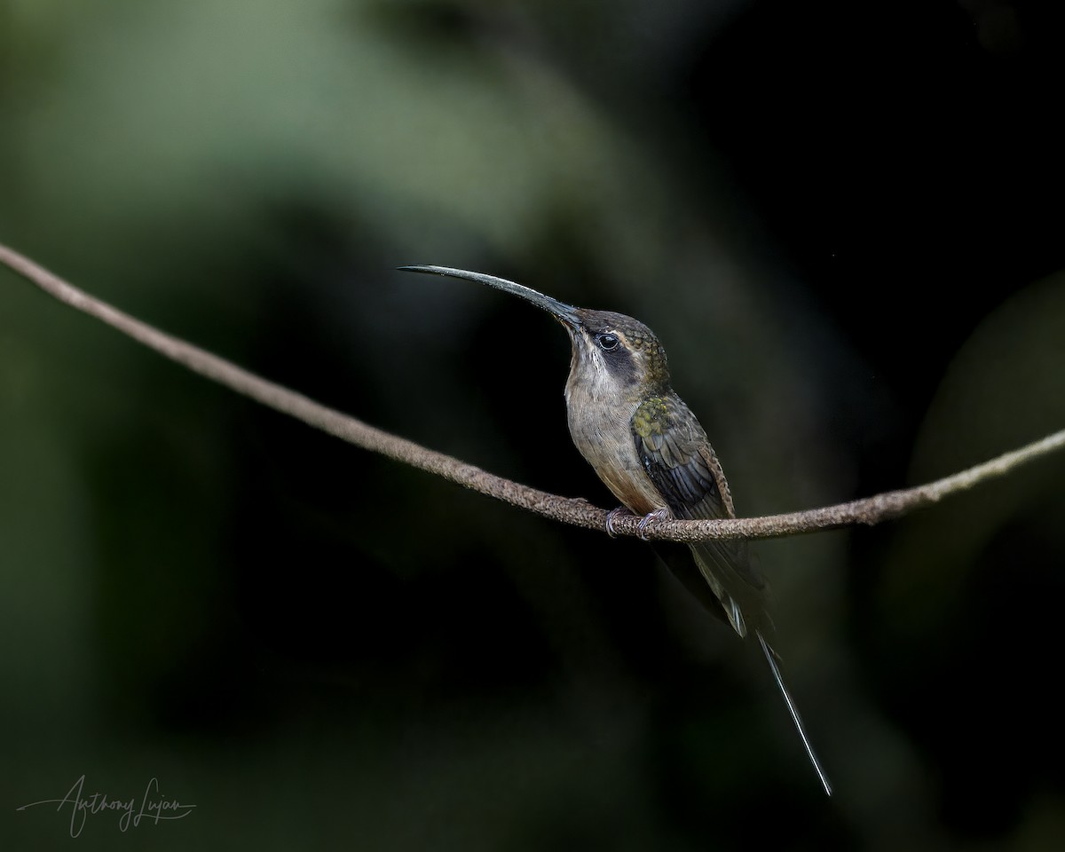 Long-tailed Hermit - ML641137138