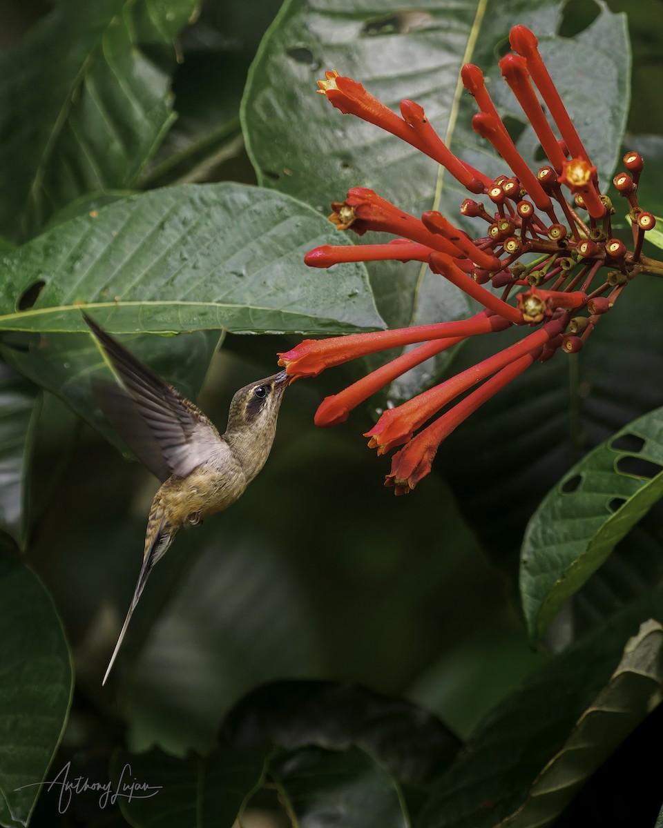 Long-tailed Hermit - ML641137140