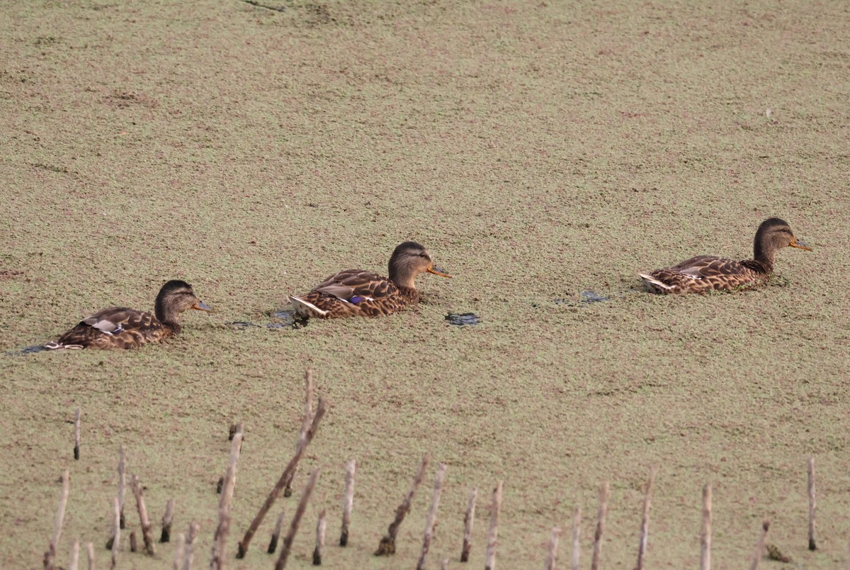 Mallard - ML641137141