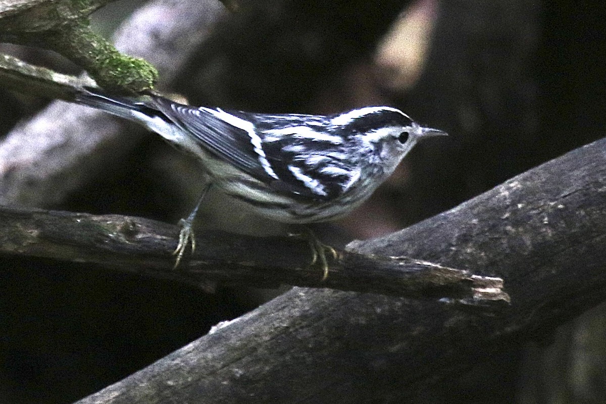 Black-and-white Warbler - ML641137151
