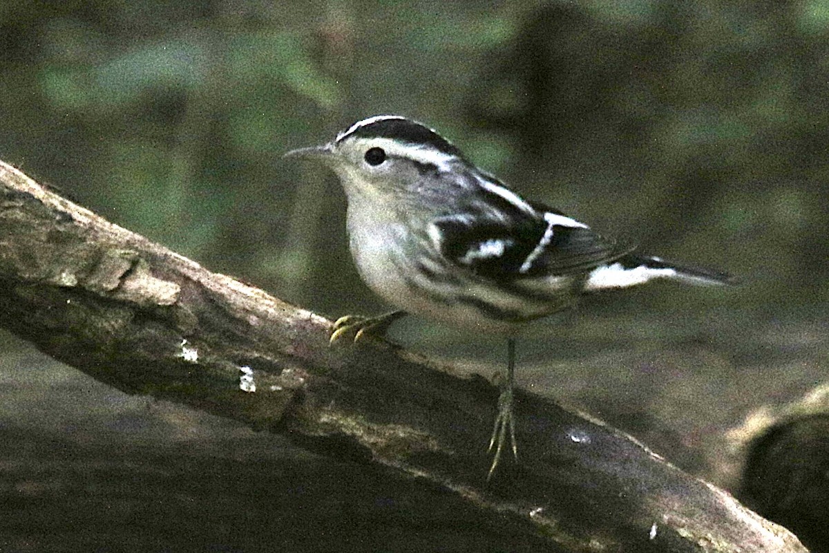 Black-and-white Warbler - ML641137152