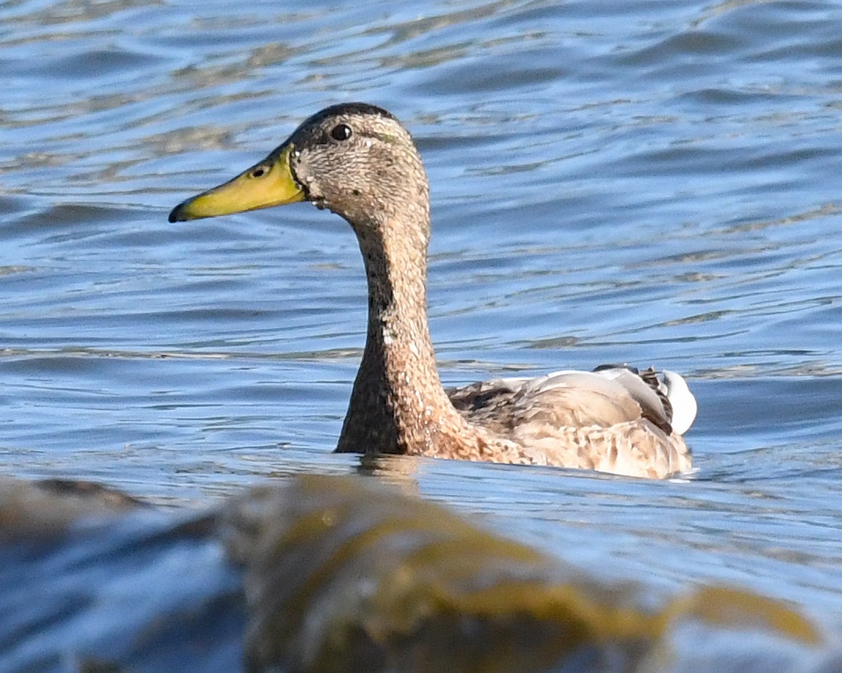 Mallard - ML641137154