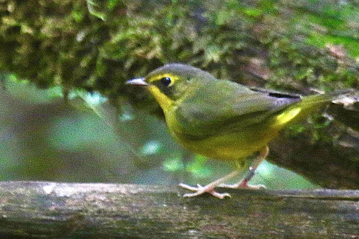 Kentucky Warbler - ML641137168