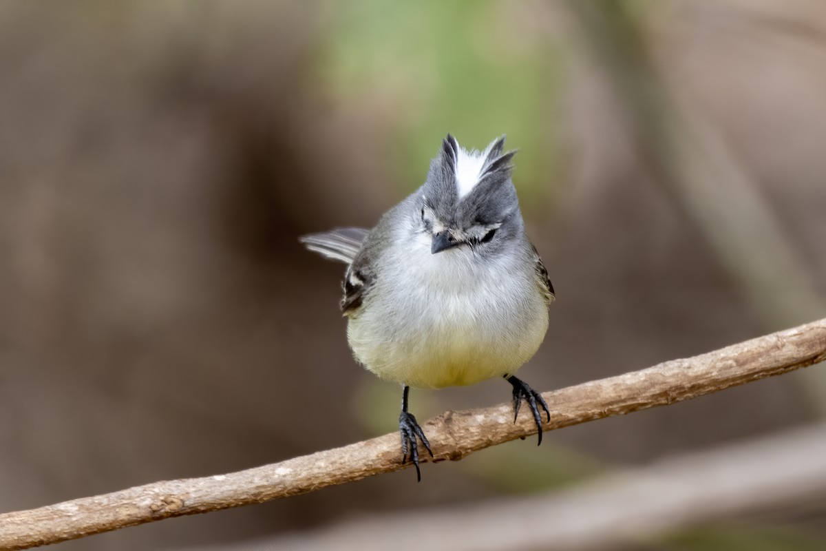 White-crested Tyrannulet - ML641137219
