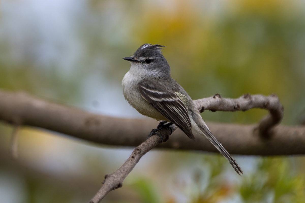 White-crested Tyrannulet - ML641137220
