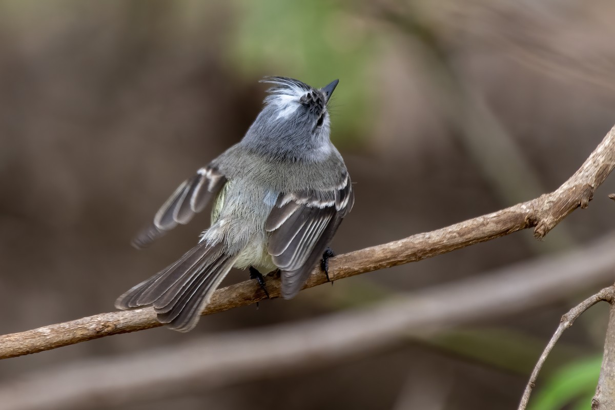 White-crested Tyrannulet - ML641137221