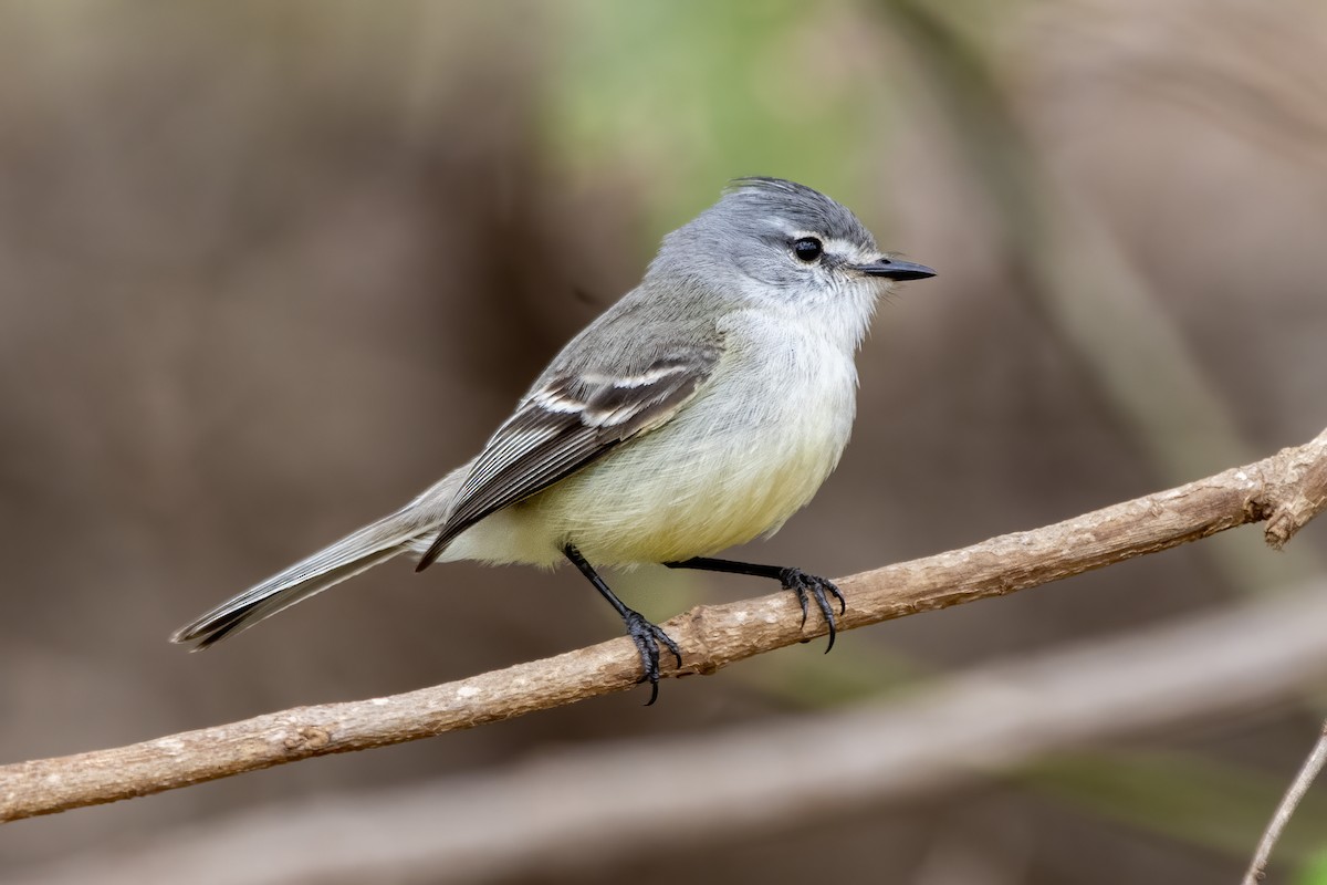 White-crested Tyrannulet - ML641137222