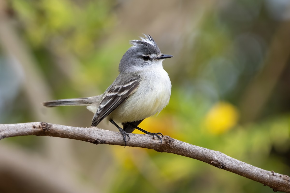 White-crested Tyrannulet - ML641137223