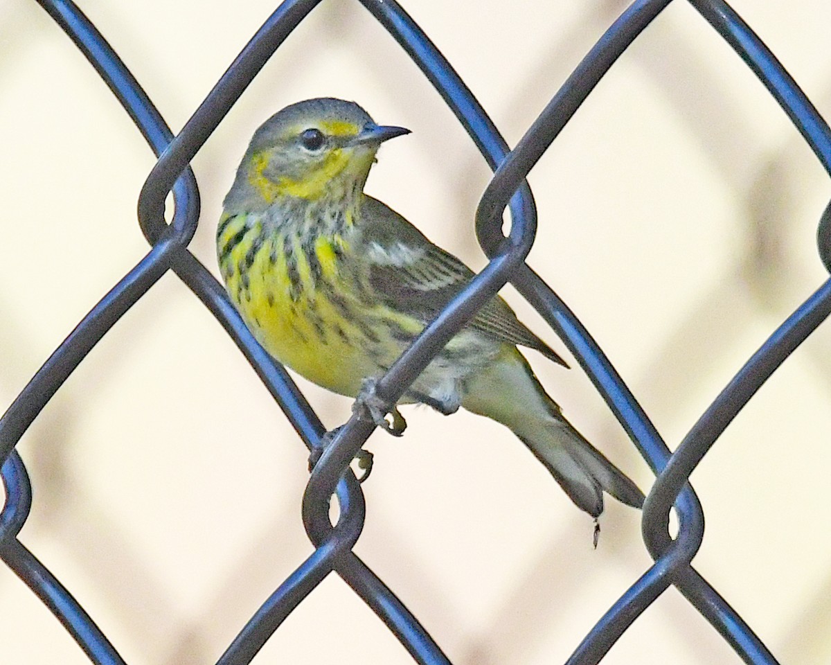Cape May Warbler - ML641137229