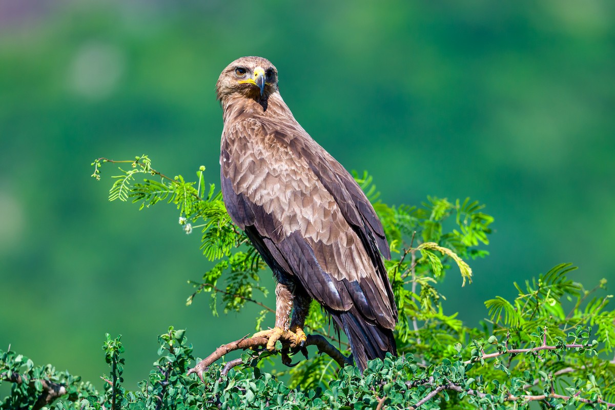 Schreiadler - ML641137255