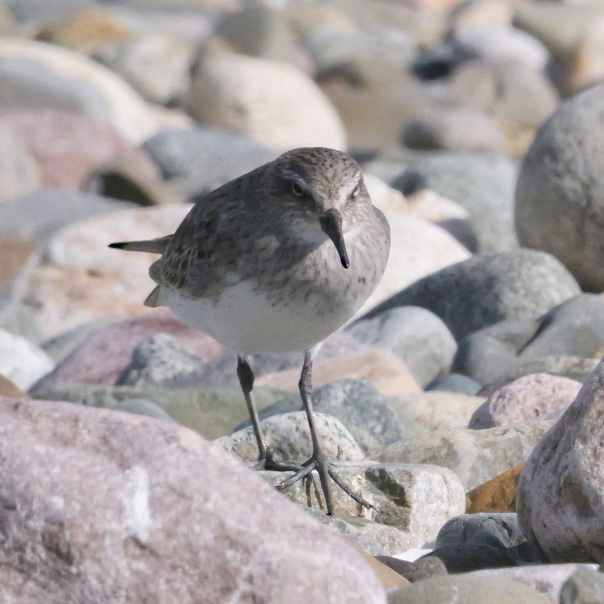 White-rumped Sandpiper - ML641137287