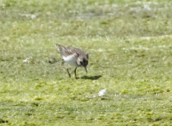 Semipalmated Sandpiper - ML641137302