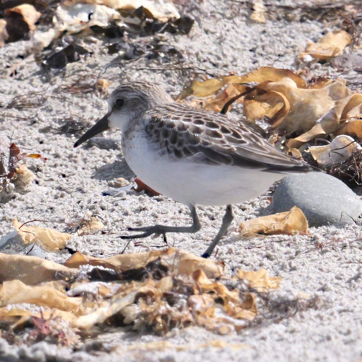 Semipalmated Sandpiper - ML641137312