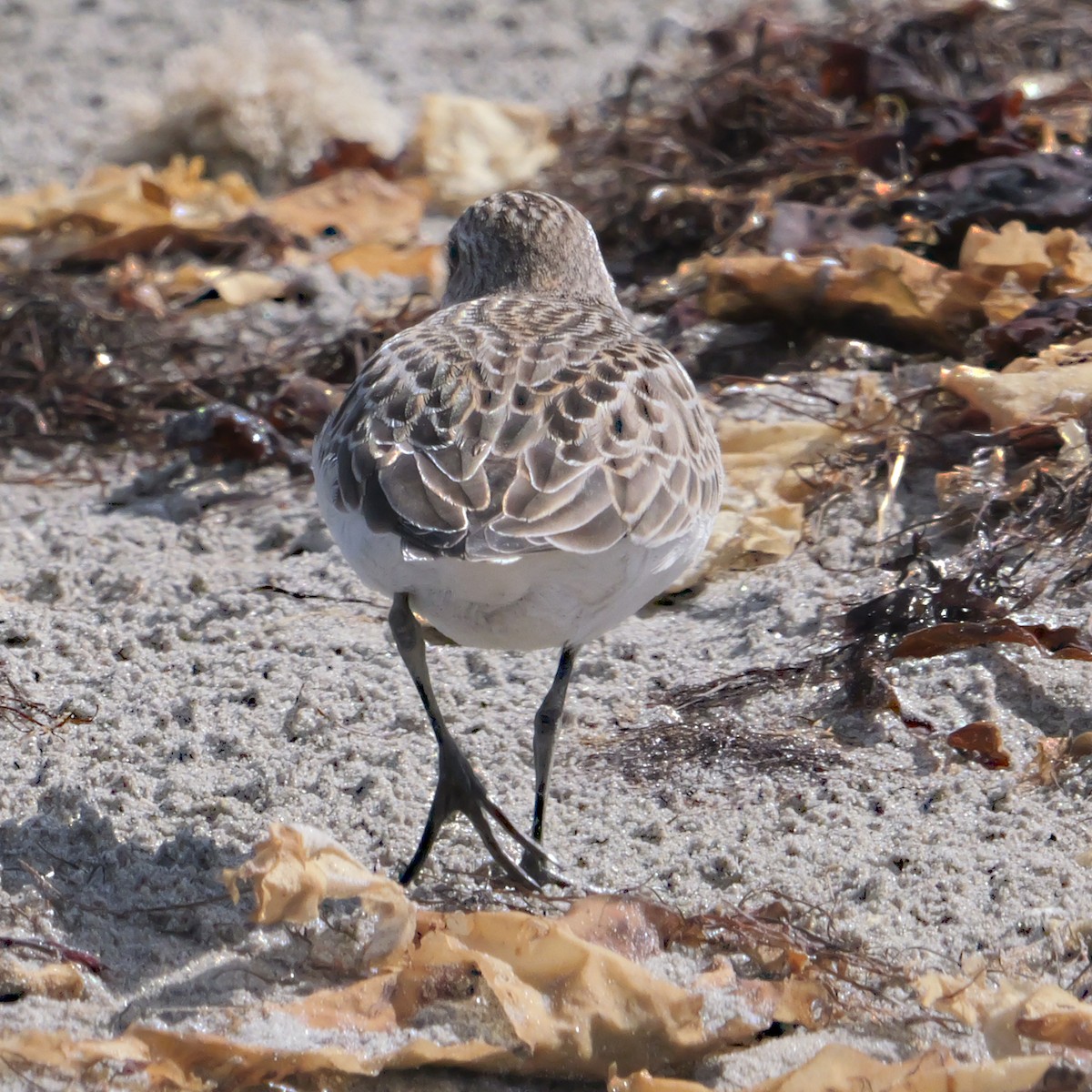 Semipalmated Sandpiper - ML641137313