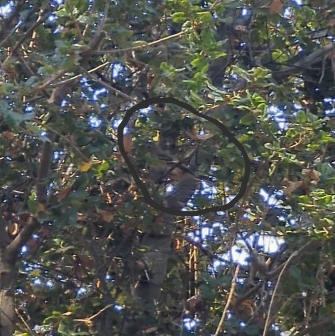 Lazuli/Indigo Bunting - ML641137319