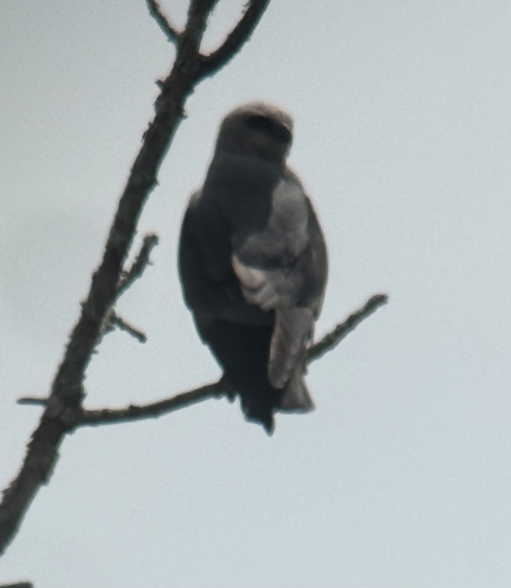 Mississippi Kite - ML641137332