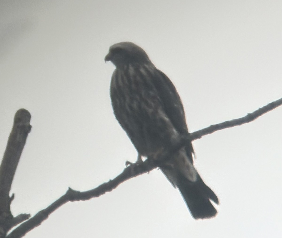 Mississippi Kite - ML641137333