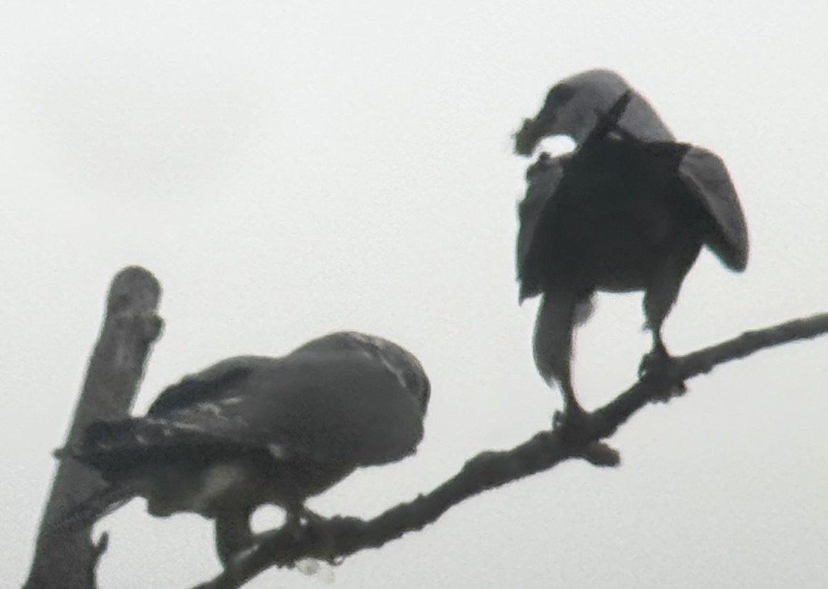 Mississippi Kite - ML641137334