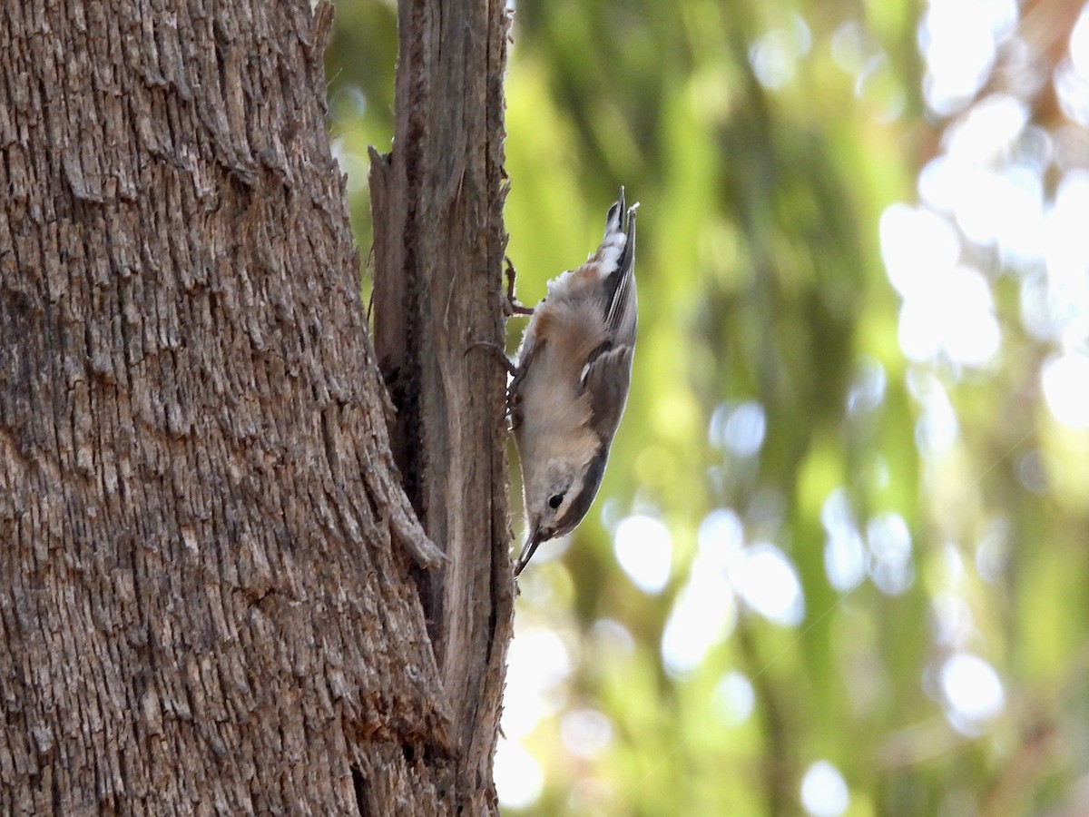 White-breasted Nuthatch - ML641137344
