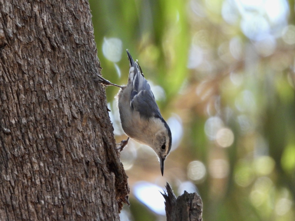 White-breasted Nuthatch - ML641137345