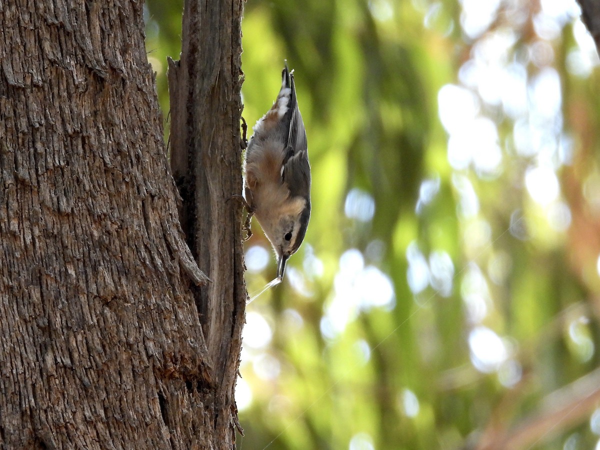 White-breasted Nuthatch - ML641137346