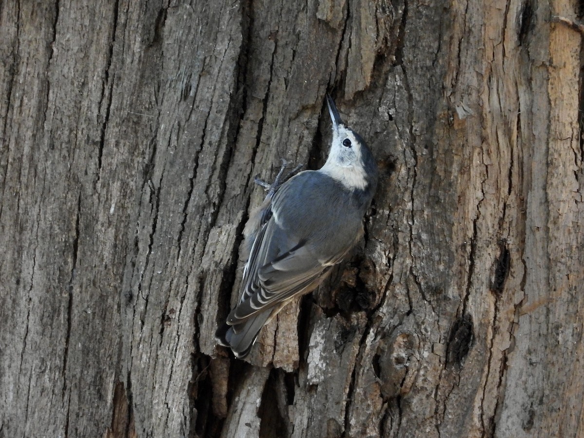 White-breasted Nuthatch - ML641137347