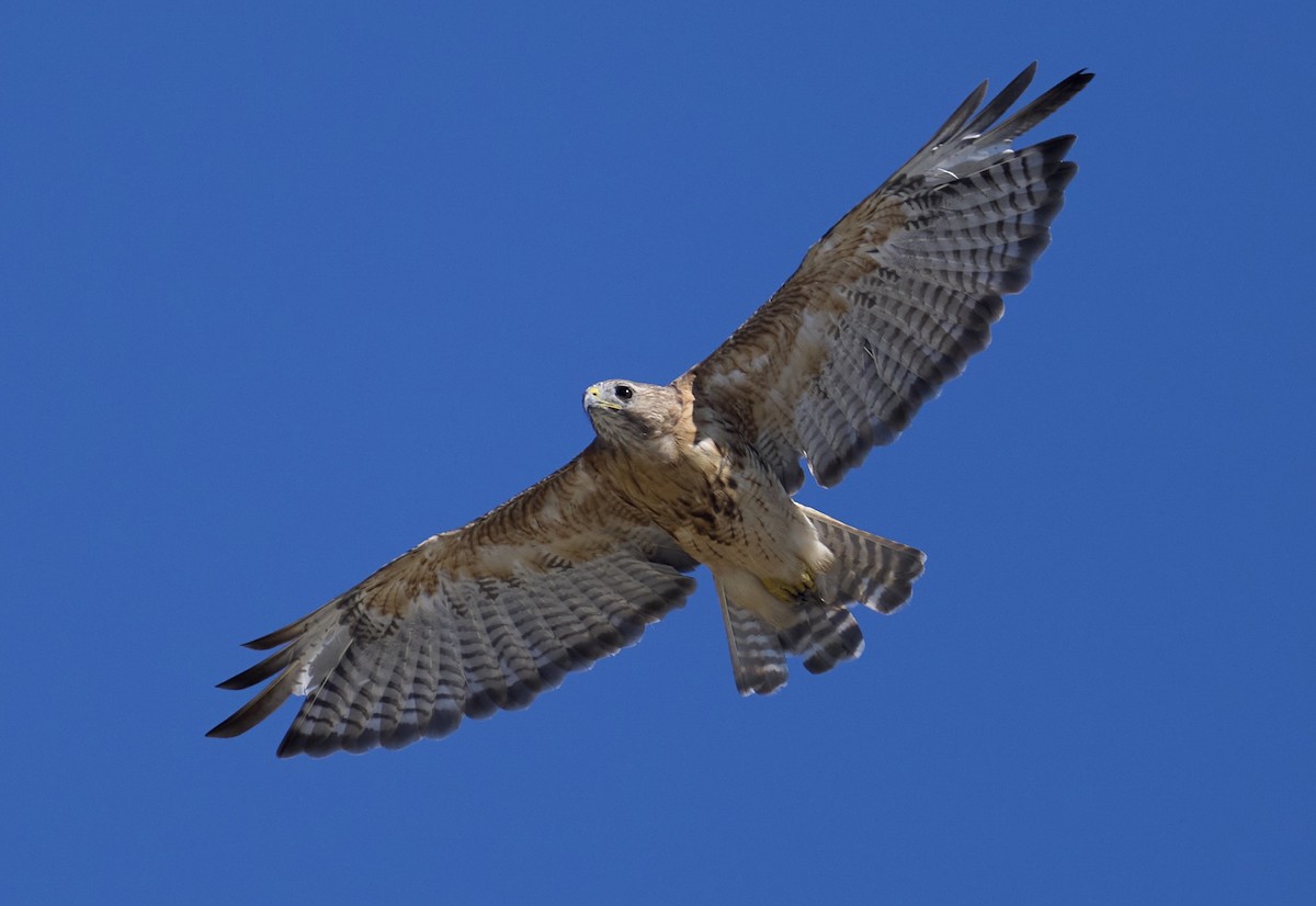 Red-shouldered x Red-tailed Hawk (hybrid) - ML641137351