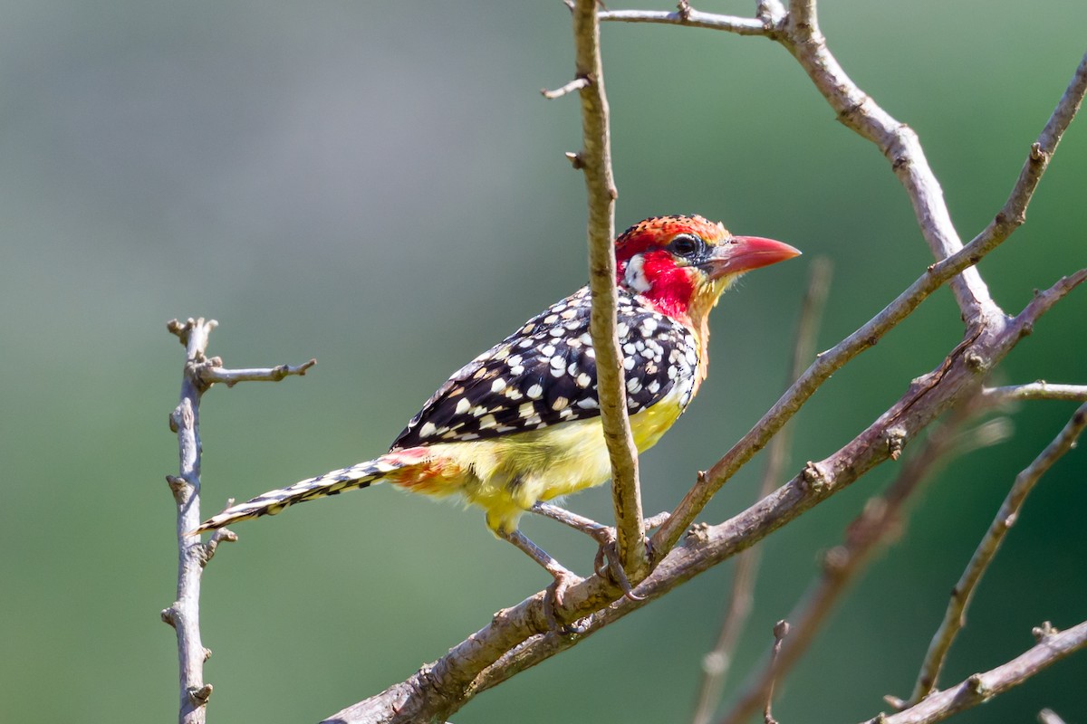 Red-and-yellow Barbet - ML641137360
