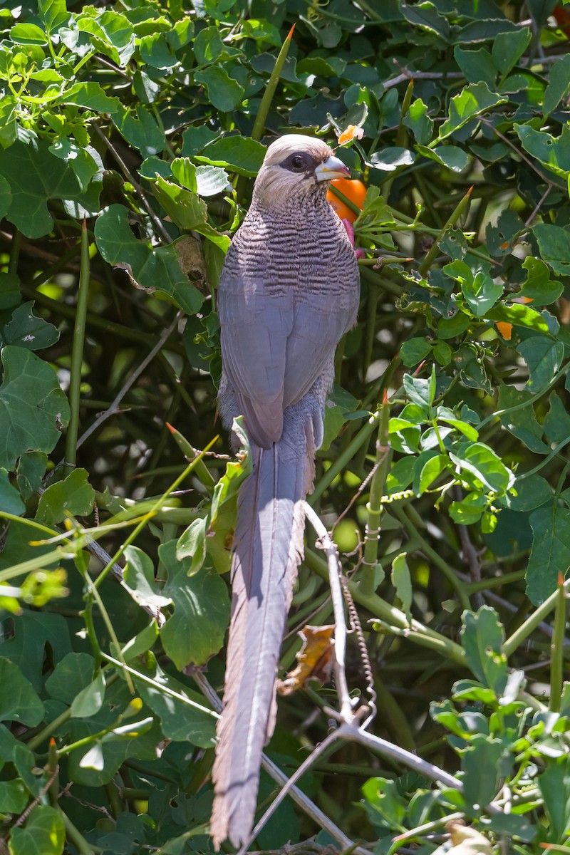 White-headed Mousebird - ML641137372