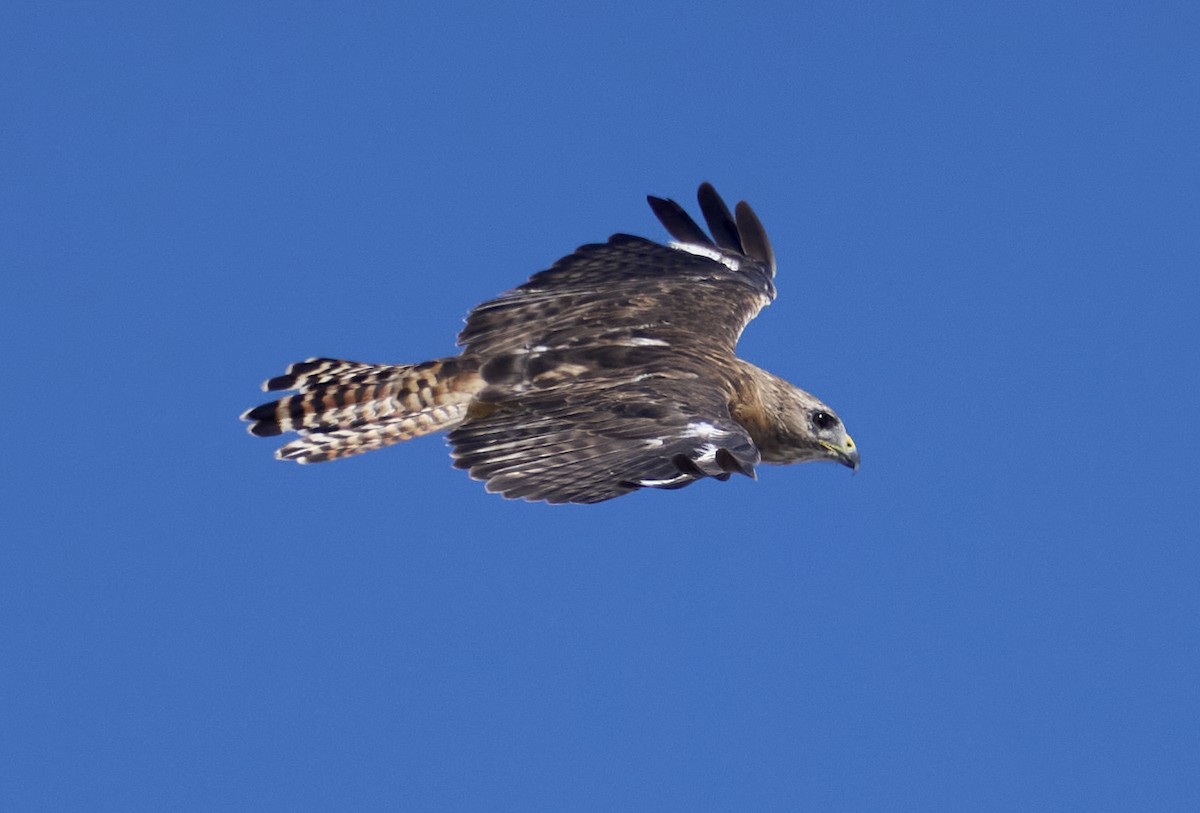 Red-shouldered x Red-tailed Hawk (hybrid) - ML641137373