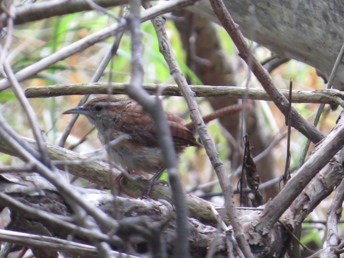 Carolina Wren - ML641137374